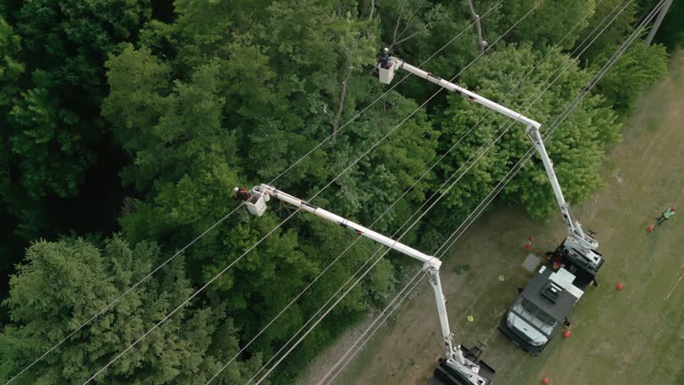 Best Root Management and Removal  in Greentown, OH