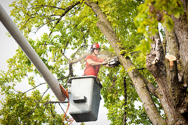  Greentown, OH Tree Removal Pros